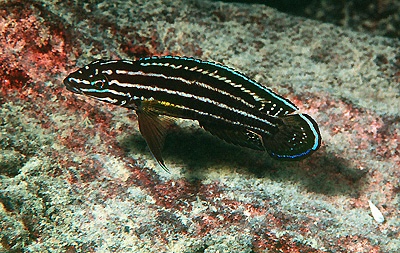 Julidochromis cf. regani 'Cape Kachese'